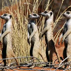 Suricate / Meerkat Group on the lookout, Kgalagadi Transfrontier Park, South Africa