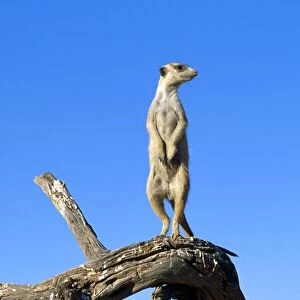 Suricate / Meerkat - guard on look-out - Kalahari - Southern Africa