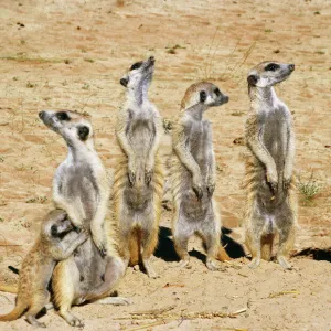 Suricate / Meerkat On the lookout