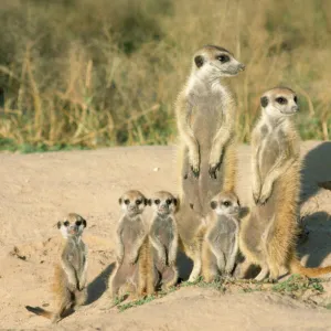 Suricate / Meerkat - mother & nursemaid with baby kittens Kalahari Desert, Africa