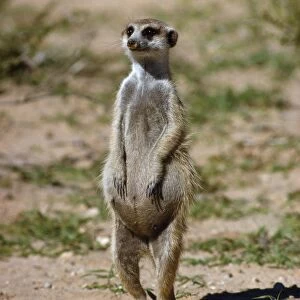 Suricate / Meerkat - pregnant female on hind legs Kalahari Desert, Africa