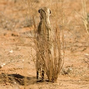 Suricate-Meerkat-Standing guard whilst taking shelter behind a thin shrub Kalahari Desert-Kgalagadi National Park-South Africa