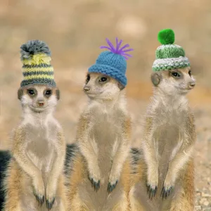 Suricate / Meerkat - wearing woolly hats. Digital Manipulation: Hats (Su)