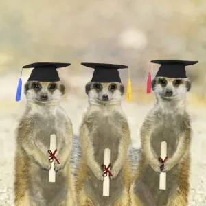 Suricate / Meerkats on Graduation Day Suricate / Meerkats on Graduation Day