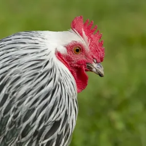 Sussex Chicken Domestic Chicken Breed Essex, UK BI021218