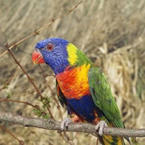 Swainson's Lorikeet / Blue-cheeked / Blue Mountain / Coconut / Rainbow Lory / Blue Montain Parrot Distribution: East Australia, Tasmania & Kangaroo Island