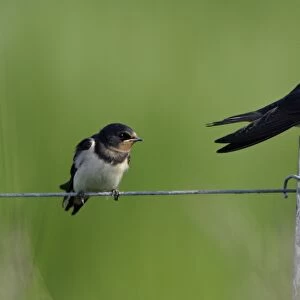 Swallow-2 juvenile birds on fence, waiting to be fed from parents, Holland