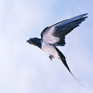 Swallow In flight