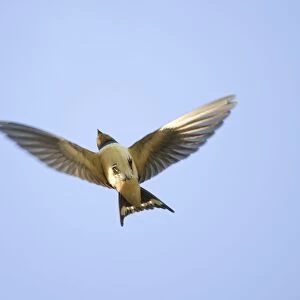 Swallow - in flight