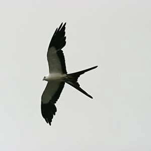 Swallow-tailed Kite USA