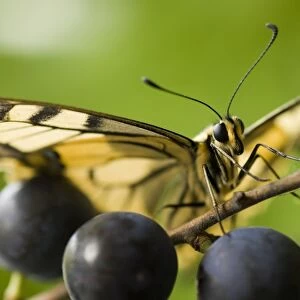 Swallowtail Butterfly - on blackthorn