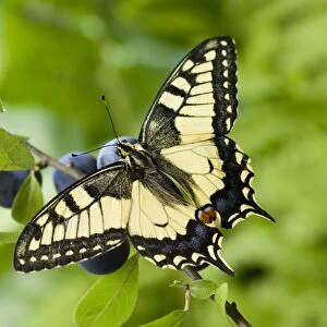 Swallowtail Butterfly - on blackthorn