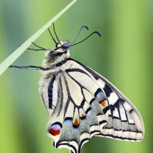Swallowtail Butterfly - on blade of grass - UK Swallowtail Butterfly - on blade of grass - UK