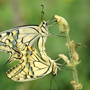 Swallowtail Butterfly - pair copulating