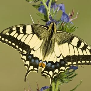 Swallowtail On vipers bugloss Aggtelek National Park Hungary