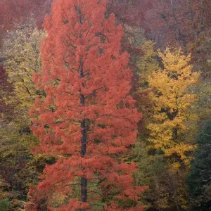 Swamp Cypress - foilage in autumn colour - Wilhems Hoehe park - Kassel - Hessen - Germany Swamp Cypress - foilage in autumn colour - Wilhems Hoehe park - Kassel - Hessen - Germany