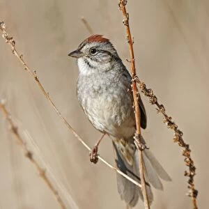 Swamp Sparrow - Spring Connecticut, USA