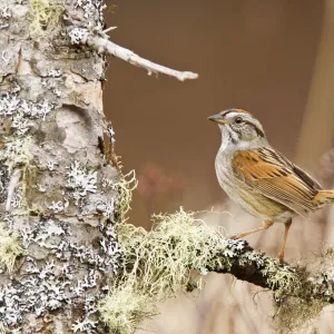 Swamp Sparrow - On territory in Maine USA - May