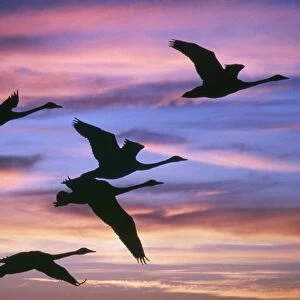 Swan - flying at sunset