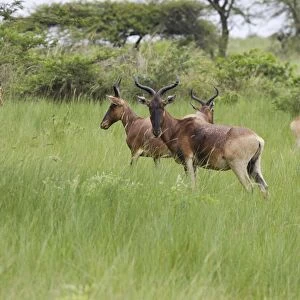 Swayne's Hartebeest Species specific to Somali and Ethiopia