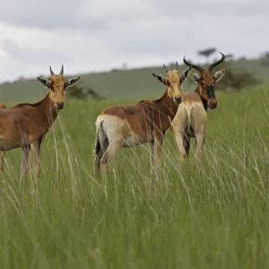 Swayne's Hartebeest Species specific to Somali and Ethiopia