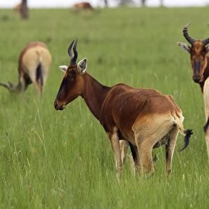 Swayne's Hartebeest Species specific to Somali and Ethiopia Awassa Ethiopia