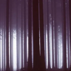 SWEDEN - Forest, at Tiveden