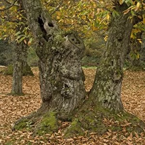 Sweet chestnut Tree - in autumn: old trees cultivated for their crop