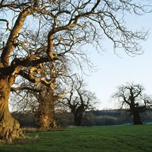 Sweet Chestnut Tree - remnants of ancient avenue. East Sussex, UK