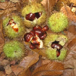 Sweet / Spanish Chestnut - fruit & husks, Sussex Woodland UK Sweet / Spanish Chestnut - fruit & husks, Sussex Woodland UK