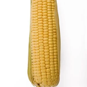 Sweetcorn - corn on the cob