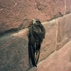 Swift - clinging to brick wall