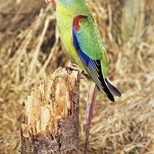 Swift Parrot - perched on tree stump