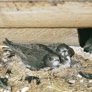 Swift - young at nest