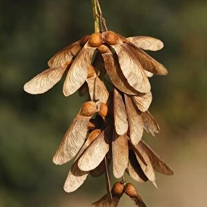 Sycamore Tree - fruits / seeds. Alsace - France