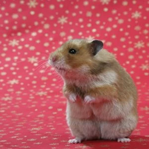 Syrian Hamster on Christmas material