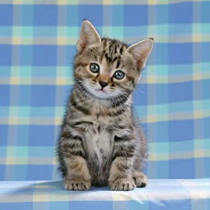 Tabby Cat - kitten on blue check material