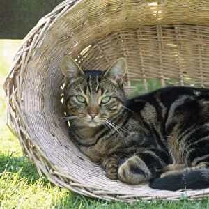 Tabby Cat - in laundry basket