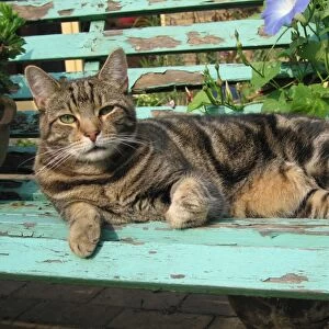 Tabby Cat - Lying down on old bench
