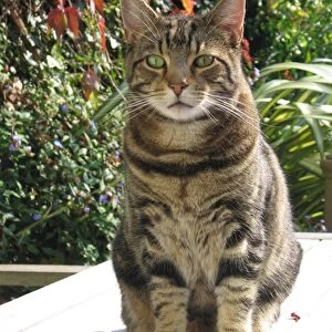 Tabby Cat - Sitting down on garden table