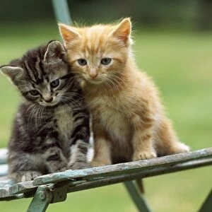 Tabby & Ginger Cats - kittens on garden chair