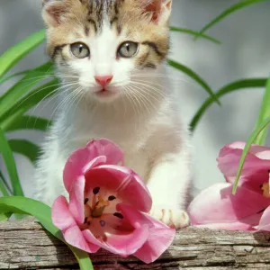 Tabby White Kitten - with pink tulip