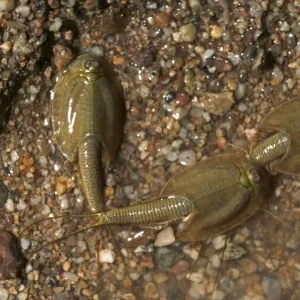 Tadpole Shrimp - (Probably)Triops sp. May live for years in dry soil as eggs-eggs hatch and develop quickly when rains come-inhabit temporary pools in deserts-Crustaceans-Order Notostraca E50T07168