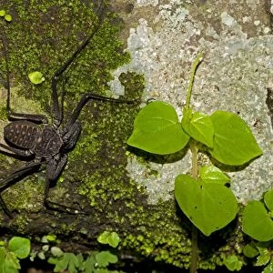 Tail-less Whip Scorpion - Amblypygid - Santa Rosa National Park - Costa Rica