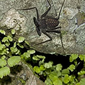 Tail-less whip scorpion - Amblypygid - tropical dry forest - Santa Rosa national park - Costa Rica