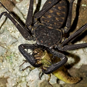 Tail-less Whip Scorpion - feeding on grasshopper - Amblypygid - Santa Rosa National Park - Costa Rica