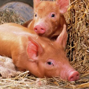 Tamworth Pig Piglets in bucket