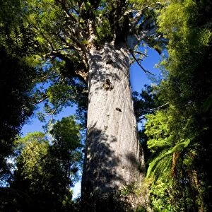 Tane Mahuta this giant Kauri tree is the largest known living Kauri in New Zealand and is more than 1250 years old. Tane Mahute is Maori and means Ruler of the Forest'. Waipoua Forest Sanctuary, Northland