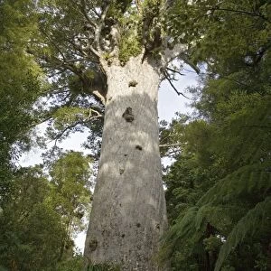 Tane Mahuta Kauri Tree - in Waipoua Kauri Forest. New Zealand's largest kauri tree over 1200 years old 51 metres tall and a girth of almost 14 metres