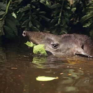 Tapir - eating vegetation while swimming through flooded forest. Amazonas Brazil